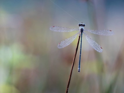 Emerald damselfly