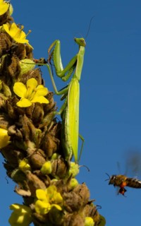 Praying mantis