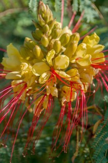 Bird of Paradise Bush