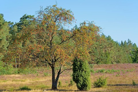 Heath landscape