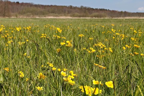Wet meadow