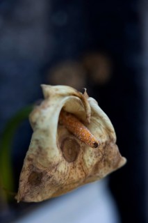 Still Life with Withered Calla Flower