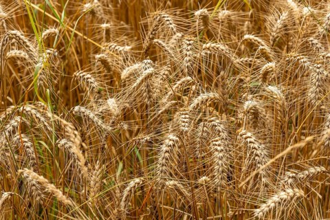 Detail of straw grains next to the straw barn in French Brittany in the summer of July