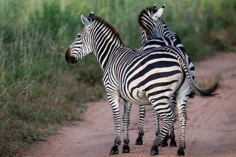 Plains zebra