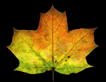 Autumn coloured leaf of a maple