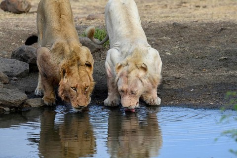 Lions