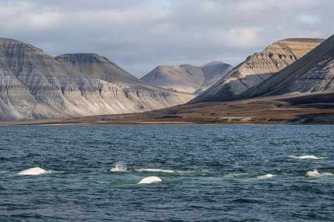 Group of belugas
