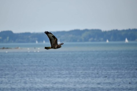 A buzzard