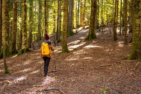 Irati forest or jungle in autumn