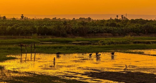 A farmer with the cows and buffaloes at sunset on the river
