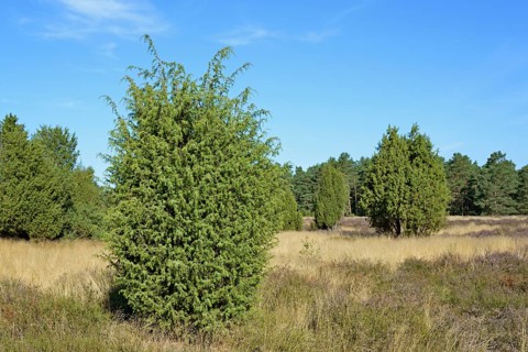 Heathland