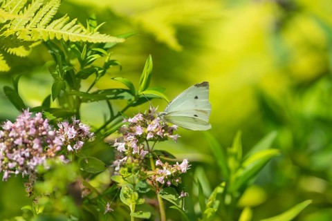 Small cabbage white