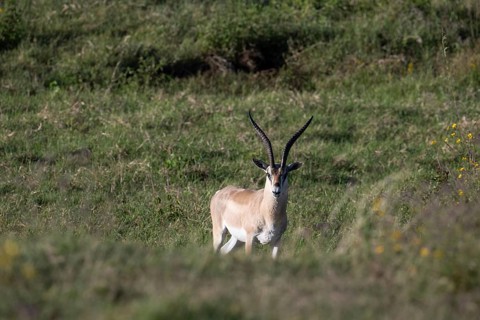 Grant's gazelle