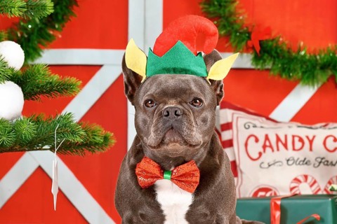 Portrait of French Bulldog dog wearing Christmas elf costume hat and bow tie between festive decoration