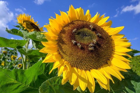 Sunflower with bees in the garden of the former spa