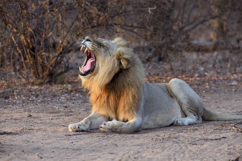 Yawning lion