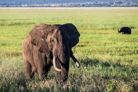 African elephant