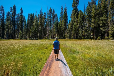 A young man sitting in a fallen tree where you can see A green field with many sequoias in the background in Sequoia National Park
