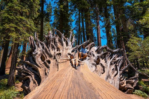 A couple in giant roots of a fallen tree in Sequoia National Park