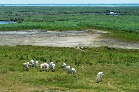 Herd of Austro-Hungarian White Baroque Asses