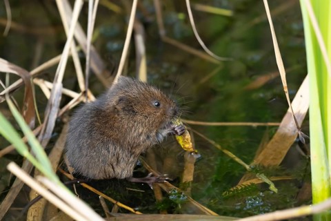 Water vole