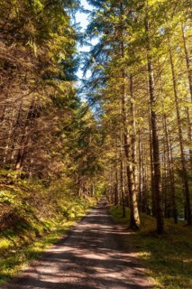 Irati forest or jungle in autumn