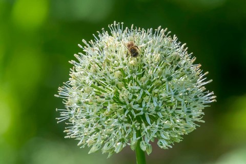 (Allium), inflorescence, Muensterland, North Rhine-Westphalia, Germany, Europe