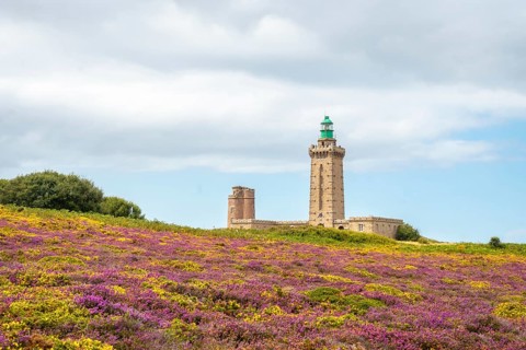 Yellow and pink flowers in summer in Phare Du Cap Frehel is a maritime lighthouse in Cotes-dÂ´Armor France . At the tip of Cap Frehel