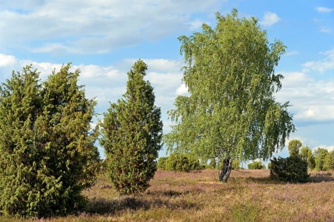 Heathland