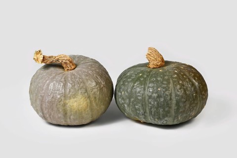 Green Japanese Kabocha squash and blue Kuri squash next to each other
