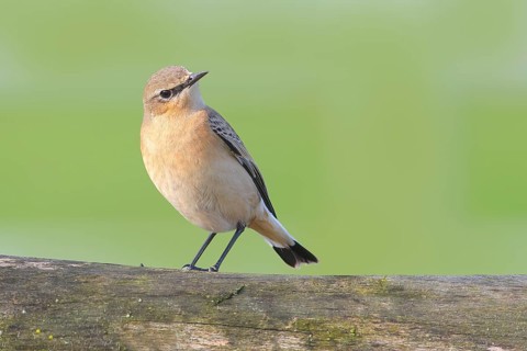 Northern wheatear