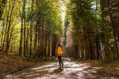 Irati forest or jungle in autumn