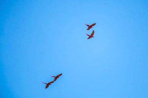 Two couples of Macaws flying in Copan Ruinas temples. Honduras