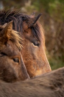 Portrait of a brown Icelandic horse