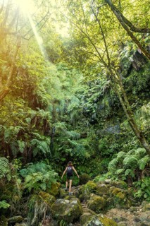 Great green natural vegetation of the Levada do Caldeirao Verde trail