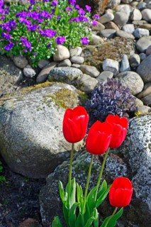 Red tulips