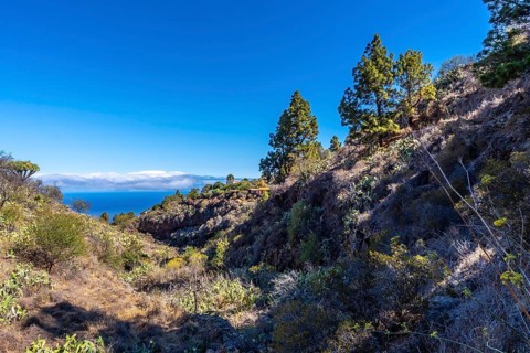 Las tricias trail and its beautiful dragon trees in the town of Garafia in the north of the island of La Palma