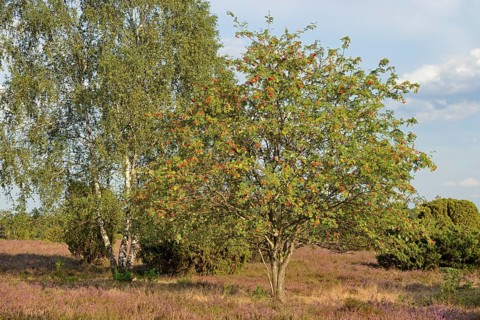 Heath landscape