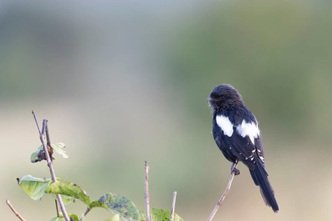 Magpie Shrike