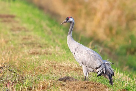 Crane
