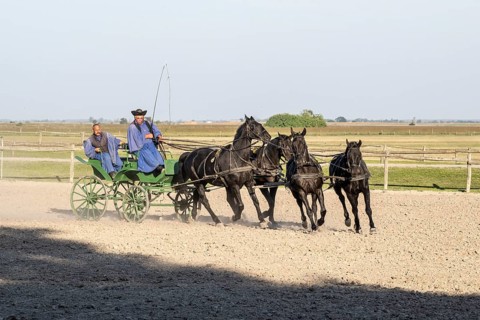 Horses
