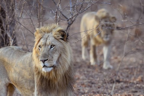 Lions