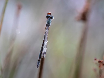 Emerald damselfly