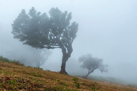 Fanal forest with fog in Madeira