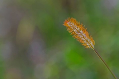 Yellow bristle-grass