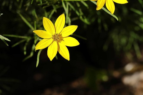 Yellow milk star
