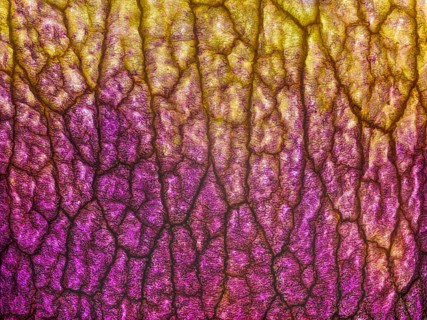 Petal of an orchid