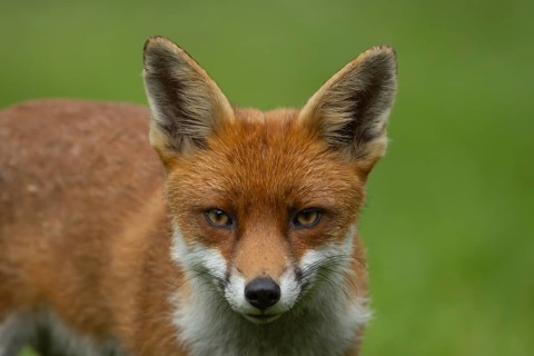 Red fox