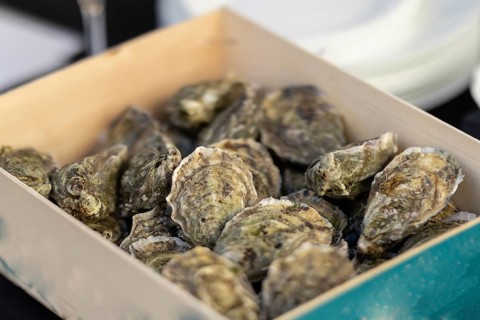 Lots of oysters inside the container before serving in the restaurant. Mid shot