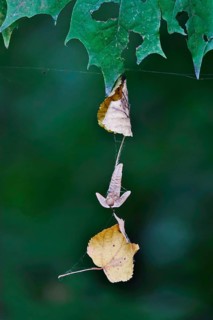 Autumn leaves on cobweb threads